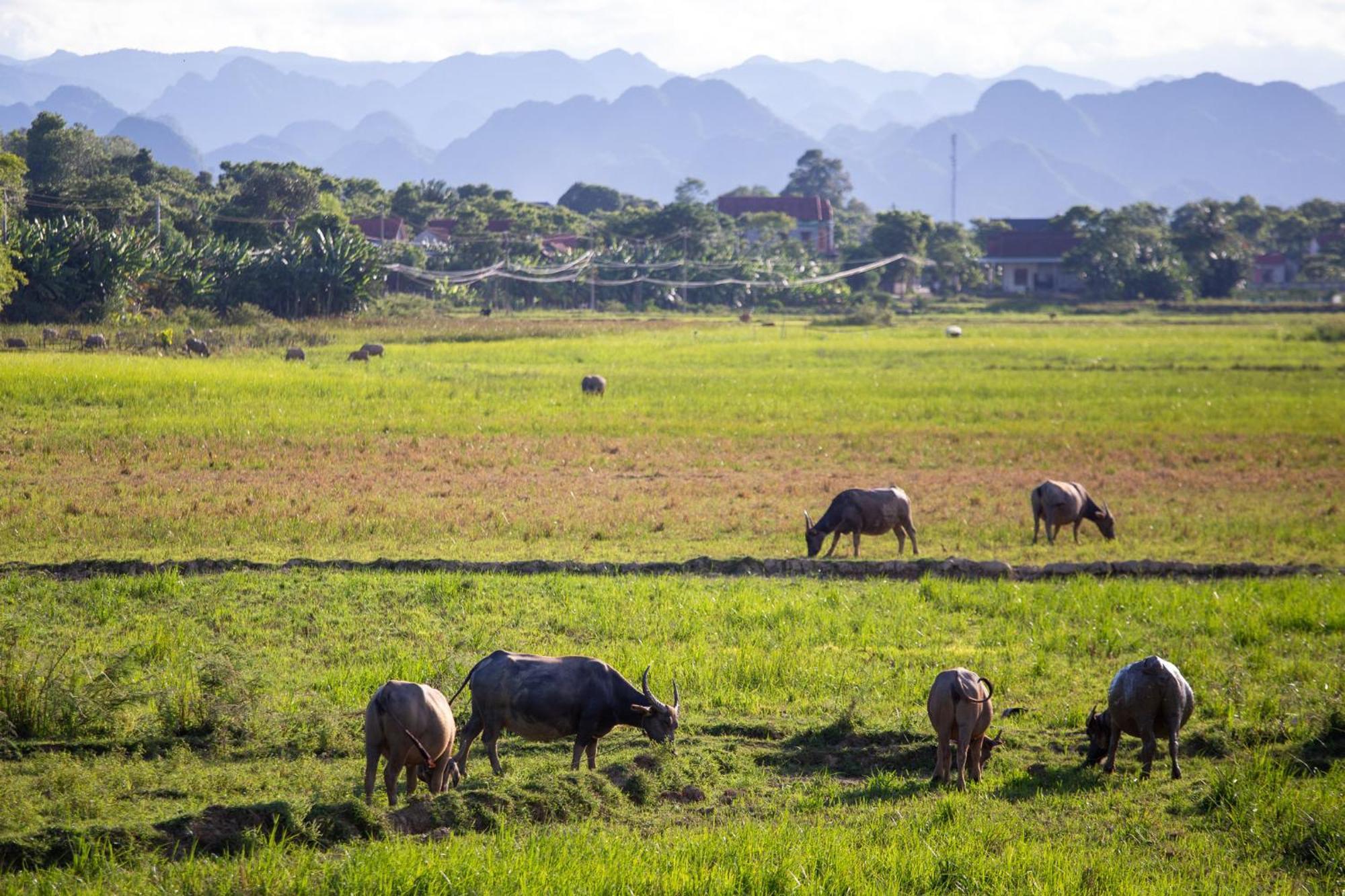 Phong Nha Farmstay Dış mekan fotoğraf